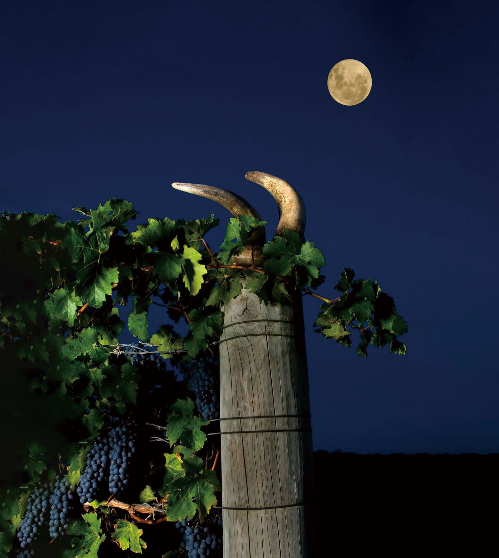 Vineyard